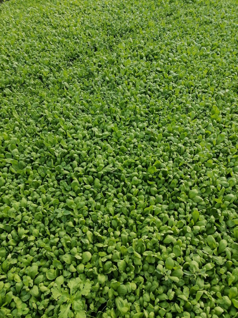 大叶茼蒿种植基地，欢迎洽谈