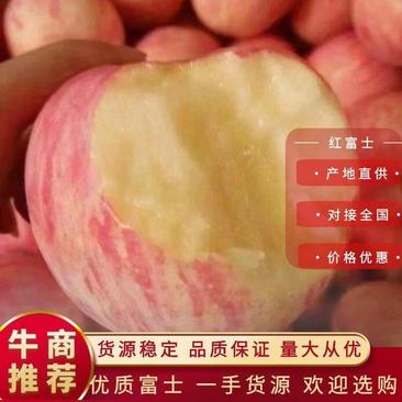 山东【红富士】苹果口感脆甜产地大量供应颜色好果型正。