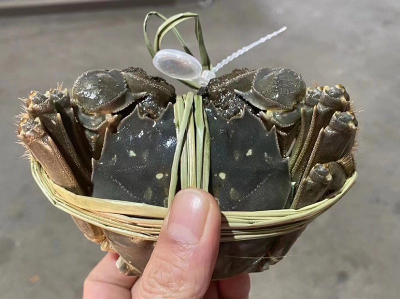 正宗大闸蟹