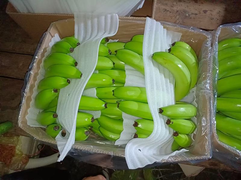 云南山地香蕉开始大量上市了，货源充足，有需要的联系我