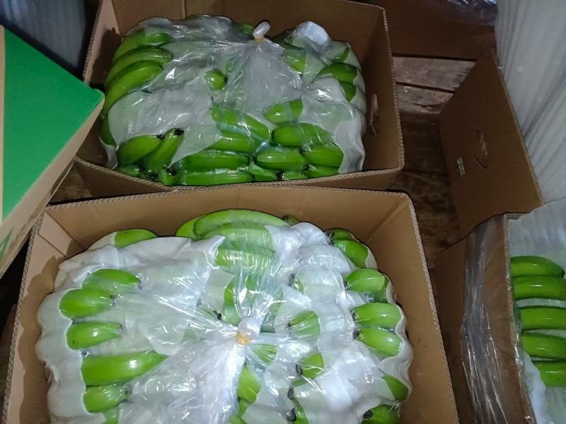 云南山地香蕉开始大量上市了，货源充足，有需要的联系我