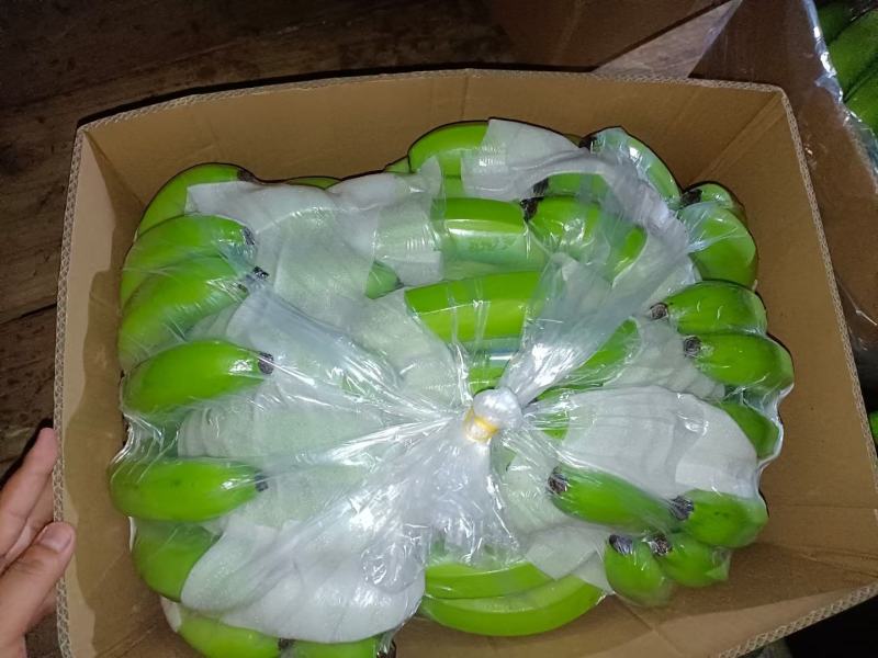 云南山地香蕉开始大量上市了，货源充足，有需要的联系我