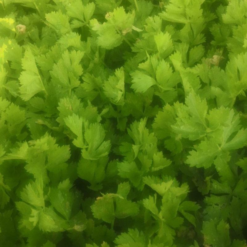 济宁芹菜苗