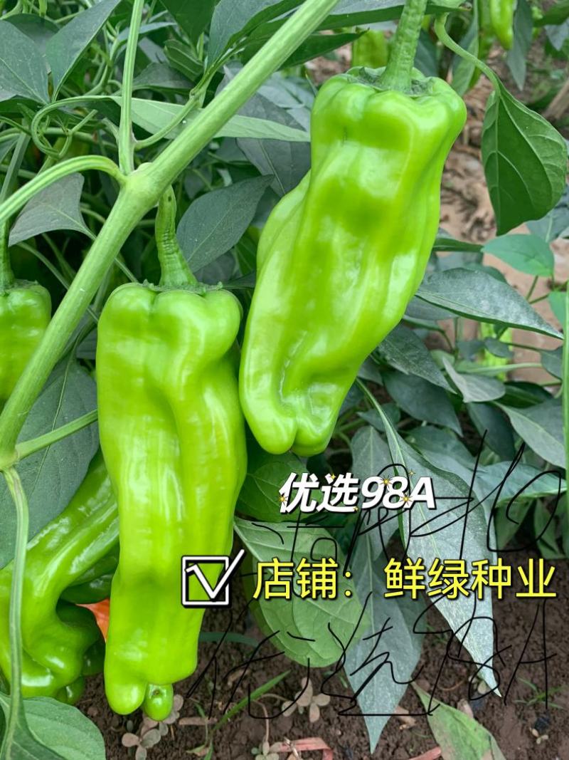 洛椒98A（改进型）丰产早熟薄皮椒，果色绿丰产抗病