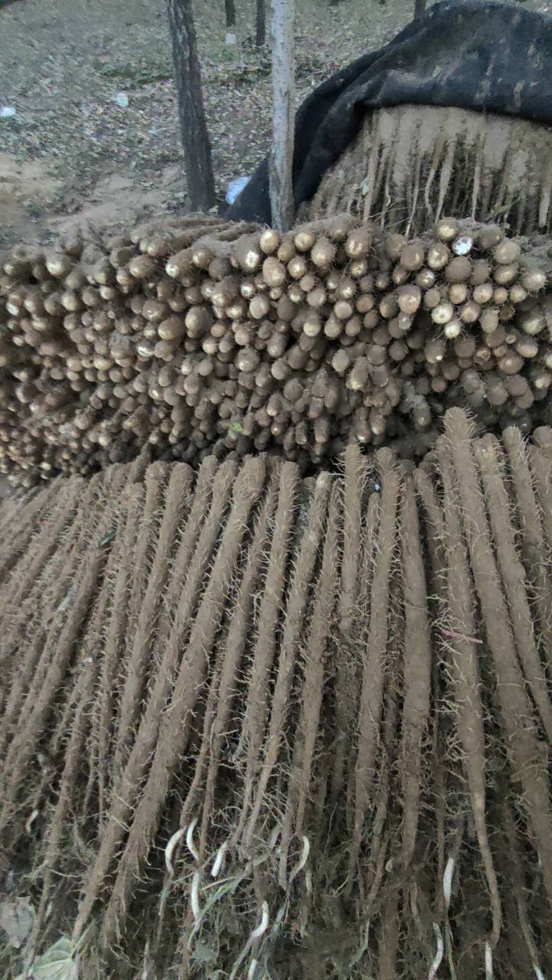 双棒棒药