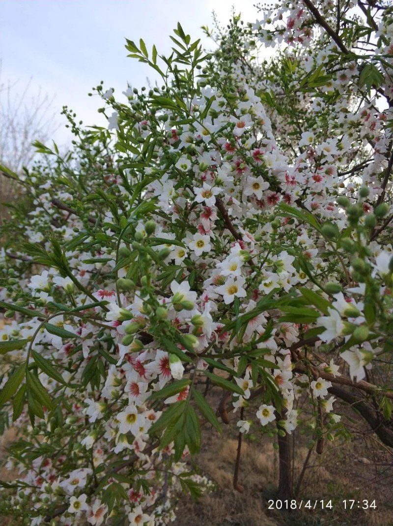 文冠果树，可观叶赏花，榨油