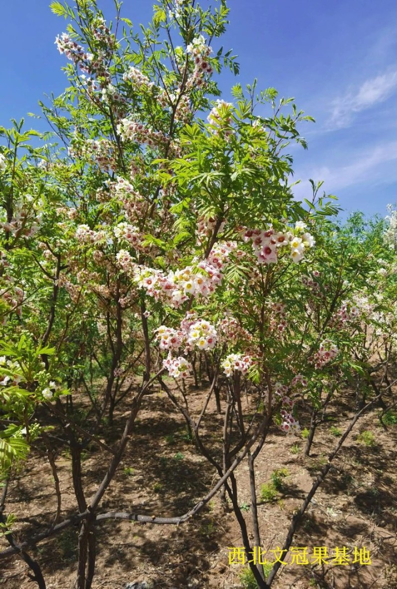 文冠果树，可观叶赏花，榨油