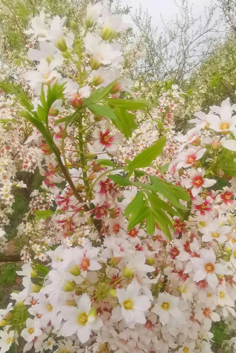 文冠果树，可观叶赏花，榨油