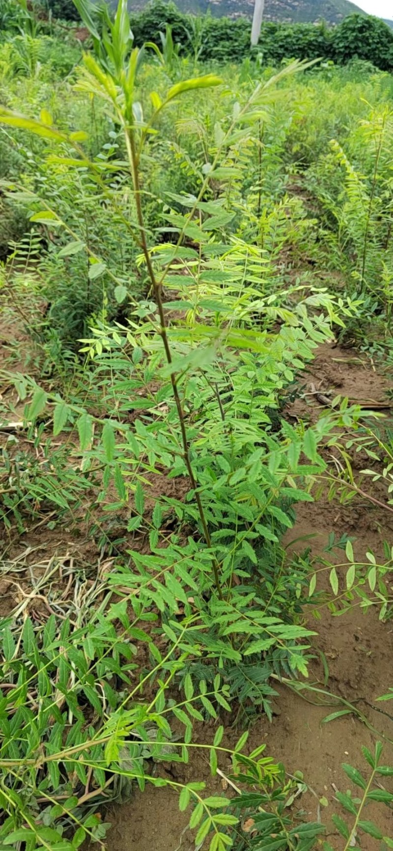 文冠果树，可观叶赏花，榨油
