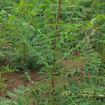 文冠果树，可观叶赏花，榨油