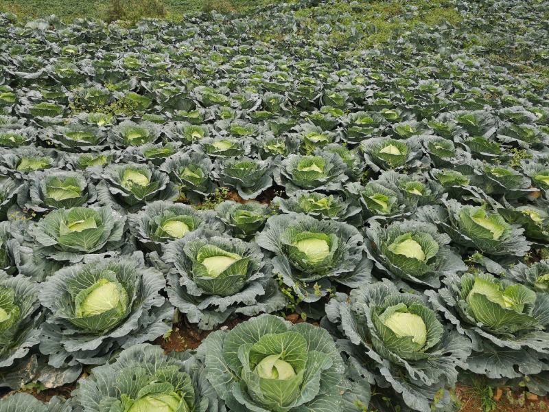高山包菜寒胜甘蓝