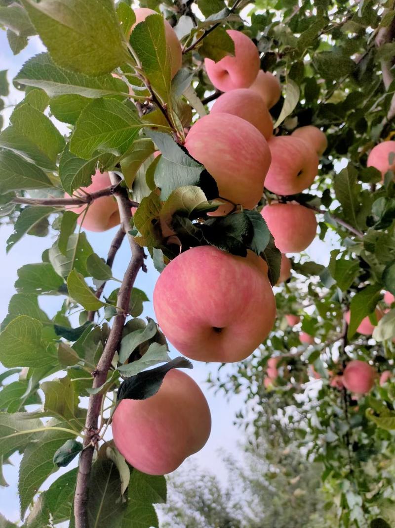 沂蒙山区红将军苹果大量供应，表光好，口感脆甜，代发全国