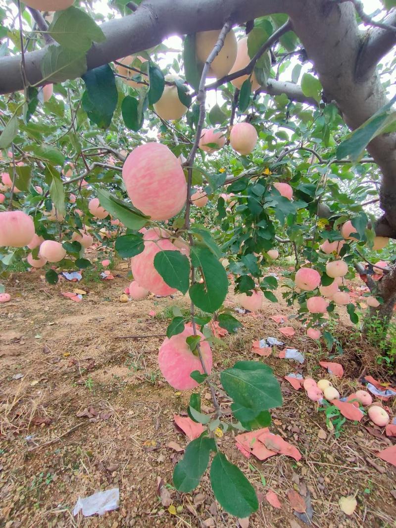 沂蒙山区红将军苹果大量供应，表光好，口感脆甜，代发全国