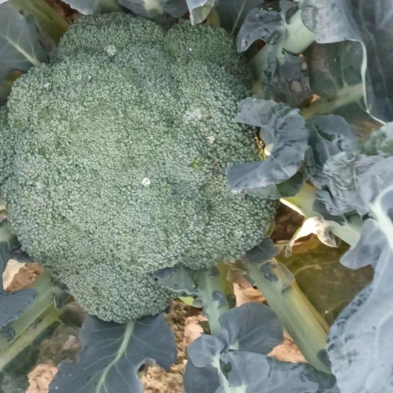 河南周口扶沟小米粒精品耐寒西兰花大量上市