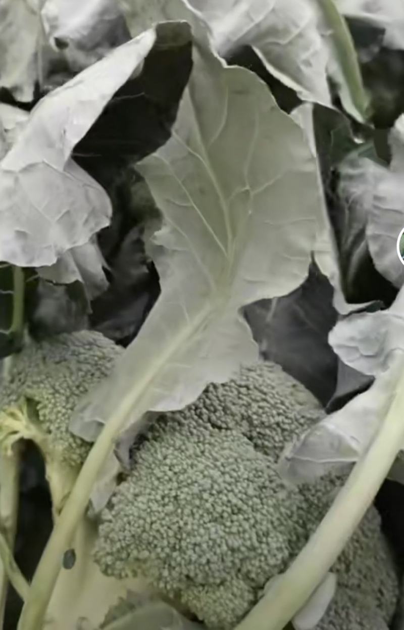 河南周口扶沟小米粒精品耐寒西兰花大量上市