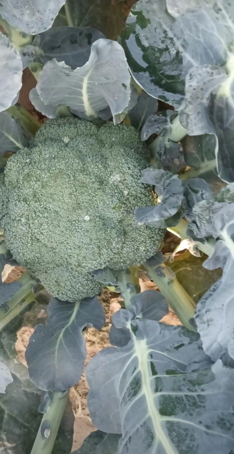 河南周口扶沟小米粒精品耐寒西兰花大量上市