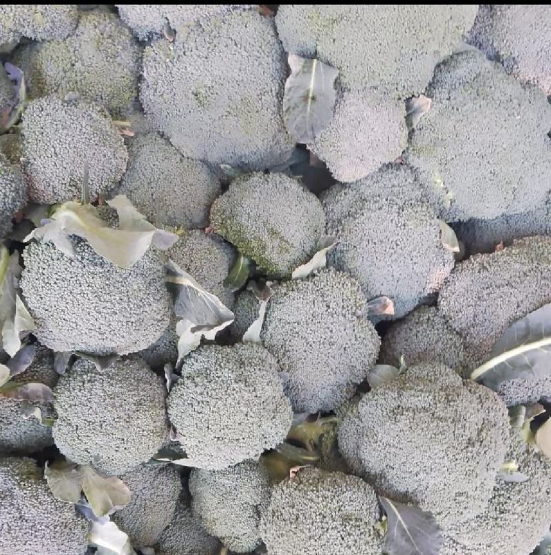 河南周口扶沟小米粒精品耐寒西兰花大量上市
