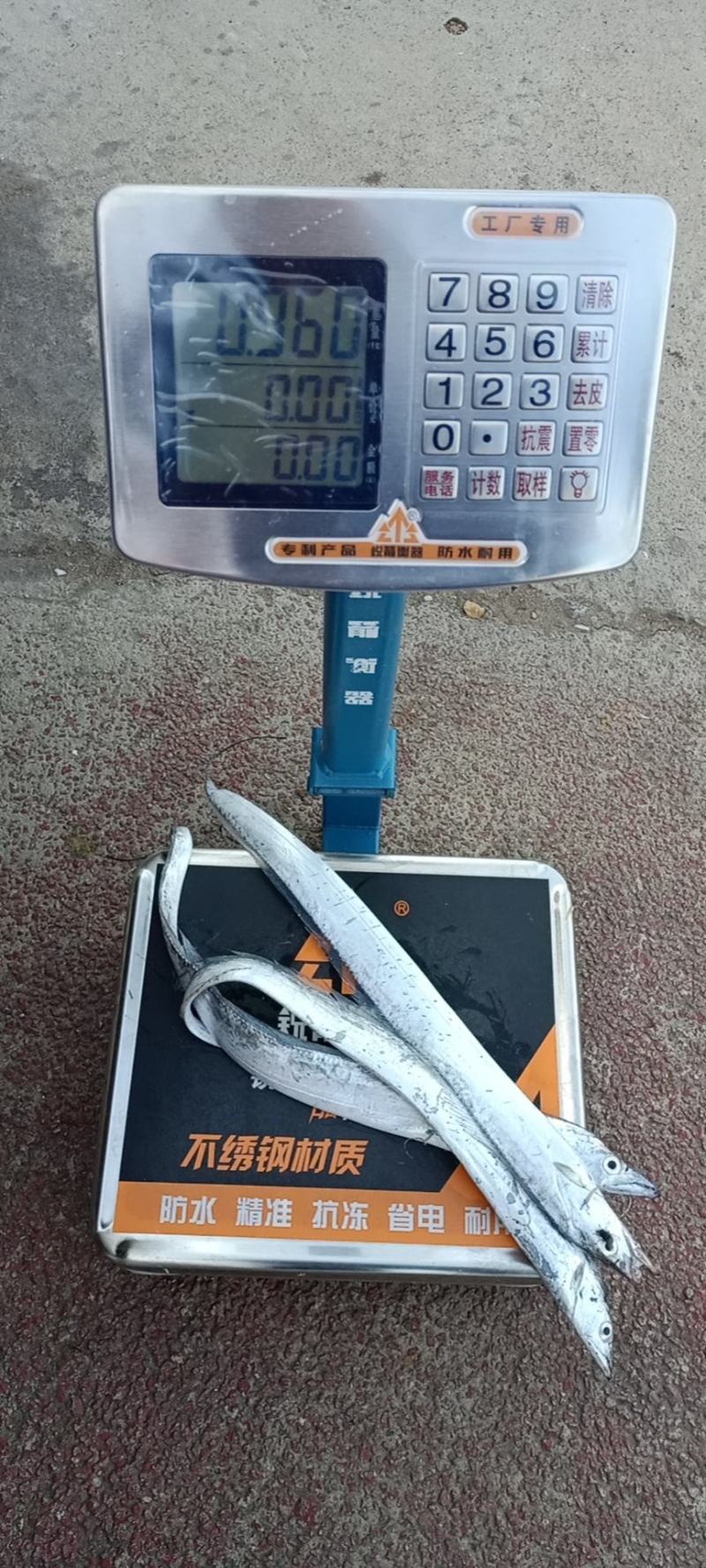 冰鲜带鱼，刚下船的带鱼可以全国发货，肉质鲜嫩。