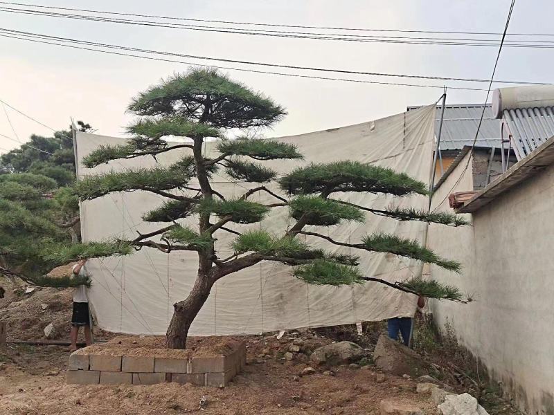 好客山东，山东迎客松。笑迎八方客