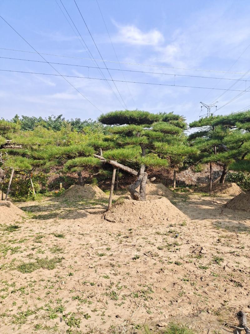 好客山东，山东迎客松。笑迎八方客