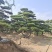 好客山东，山东迎客松。笑迎八方客