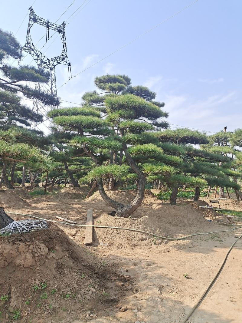 好客山东，山东迎客松。笑迎八方客