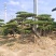 好客山东，山东迎客松。笑迎八方客