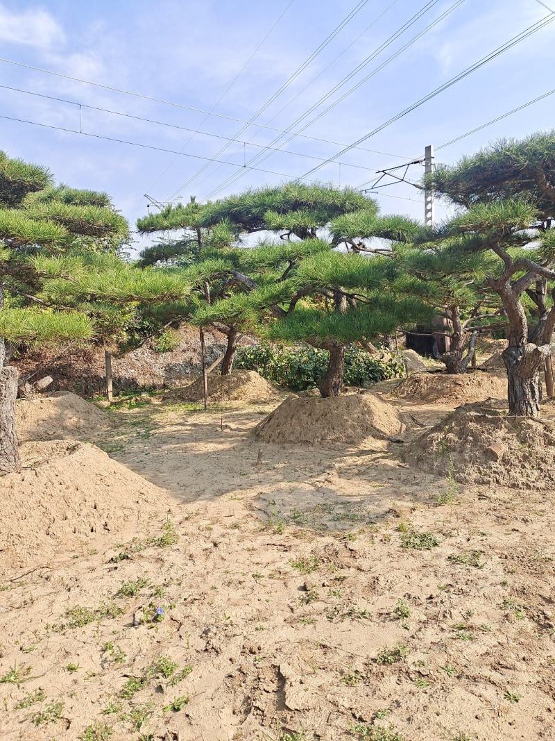 好客山东，山东迎客松。笑迎八方客