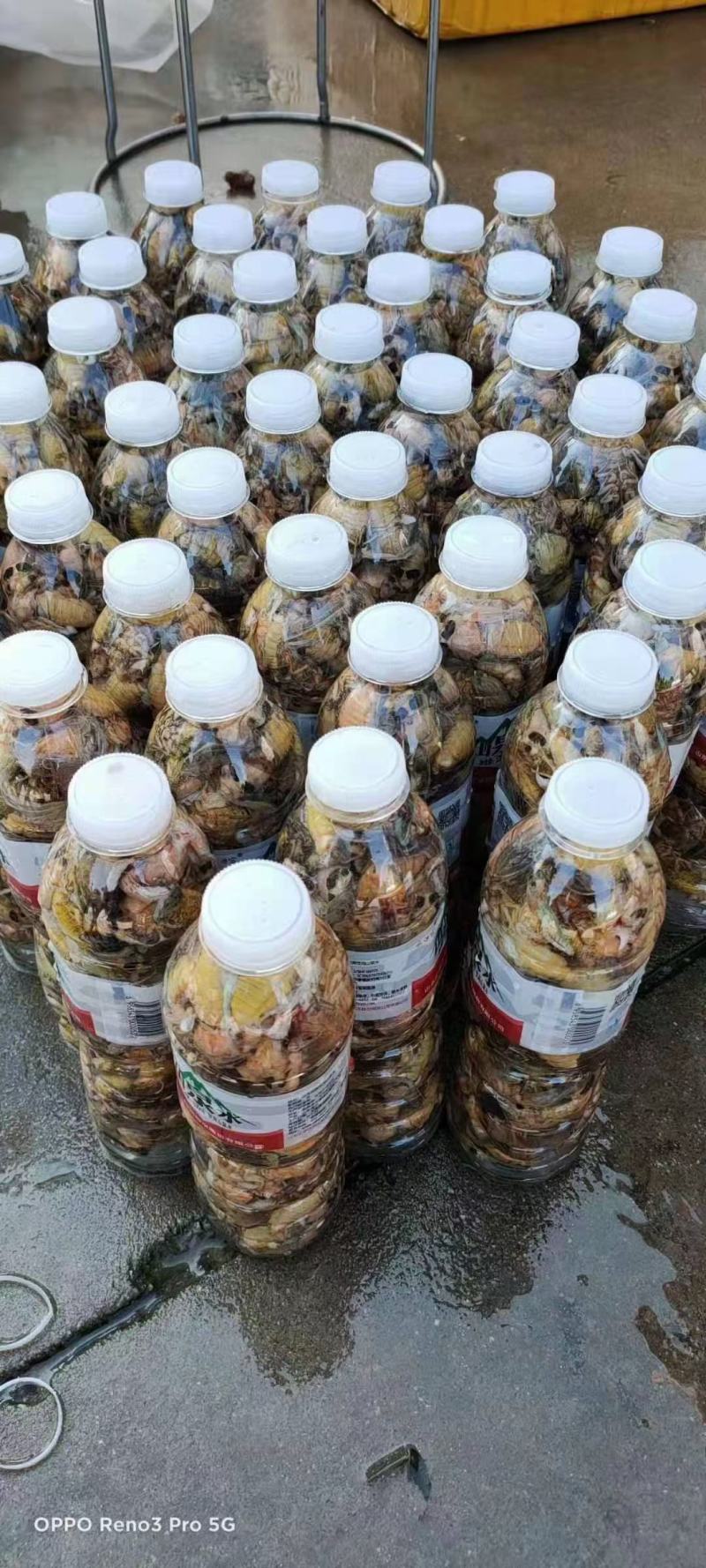 白蝉、白节流