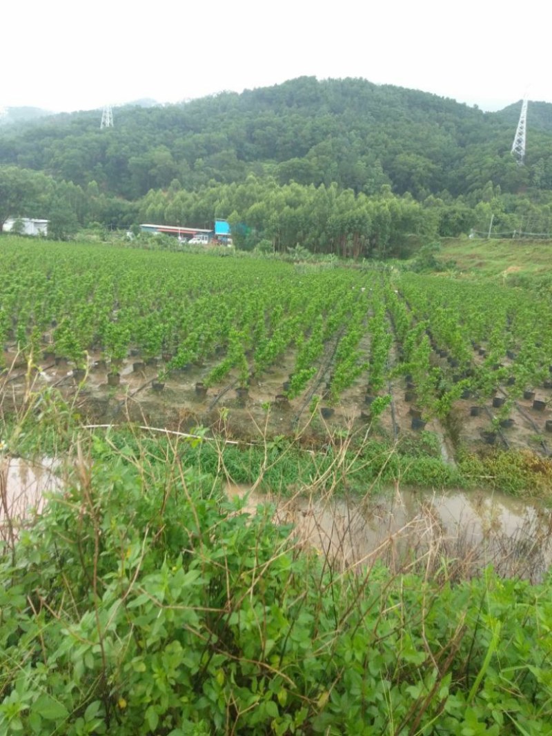 绿化火山榕