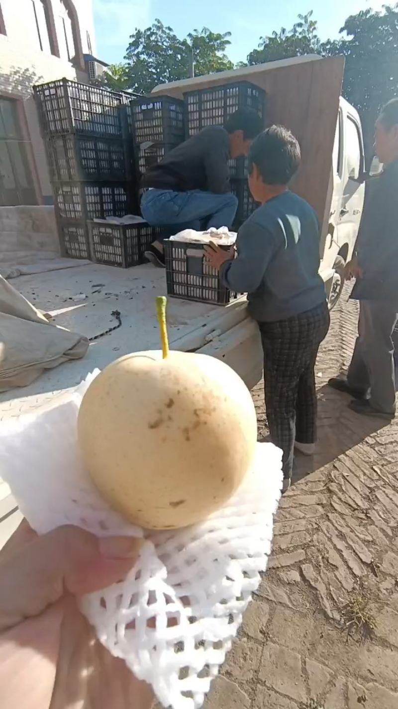 河北二级皇冠梨，半斤以上，货源充足，质量好，产地现货