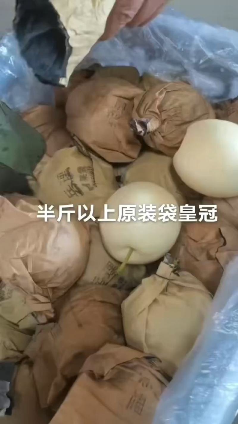 河北二级皇冠梨，半斤以上，货源充足，质量好，产地现货