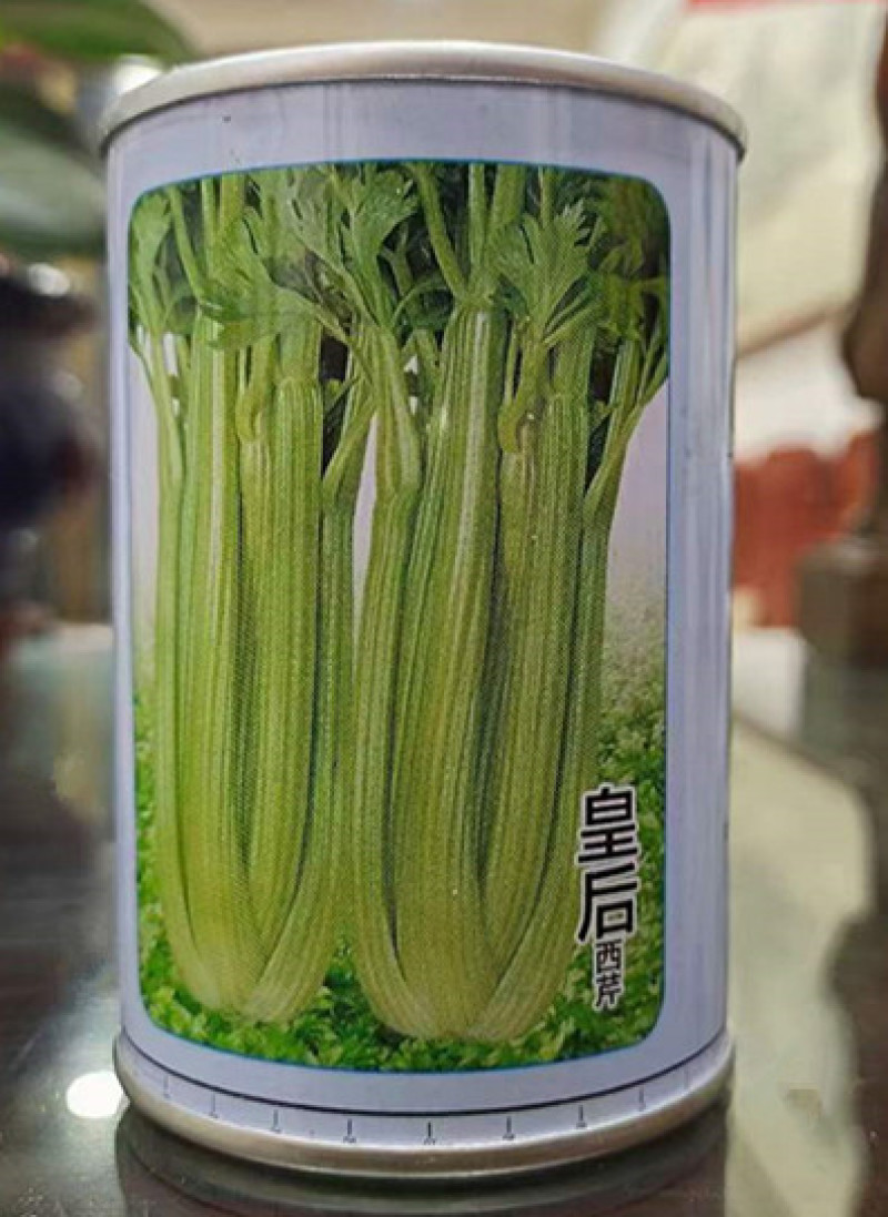 芹菜苗穴盘基质育苗美国西芹土系西芹苗皇后常年育苗