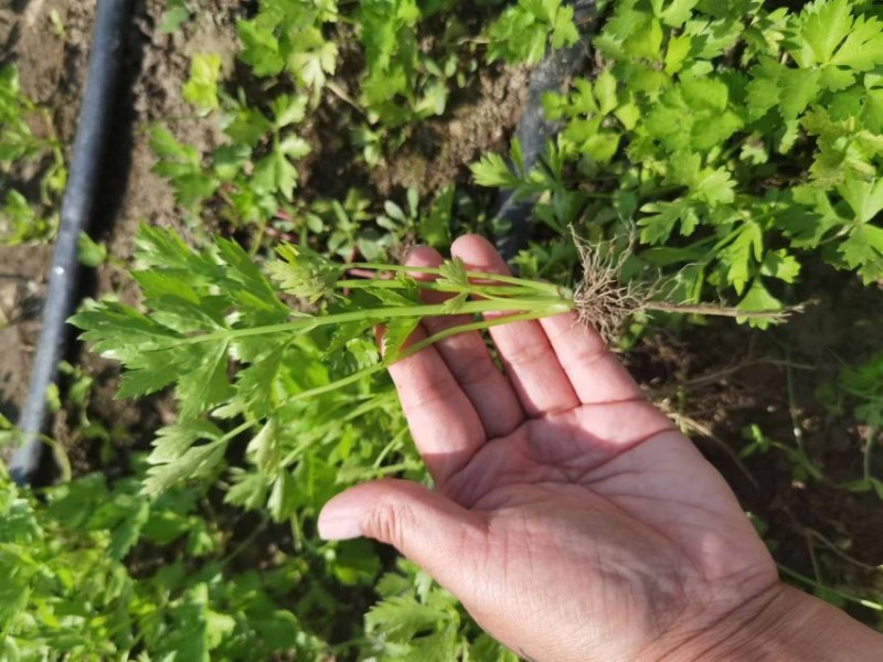 芹菜苗穴盘基质育苗美国西芹土系西芹苗皇后常年育苗