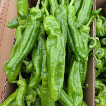 301，苏椒，线椒，美人椒，螺丝椒，等大量供应