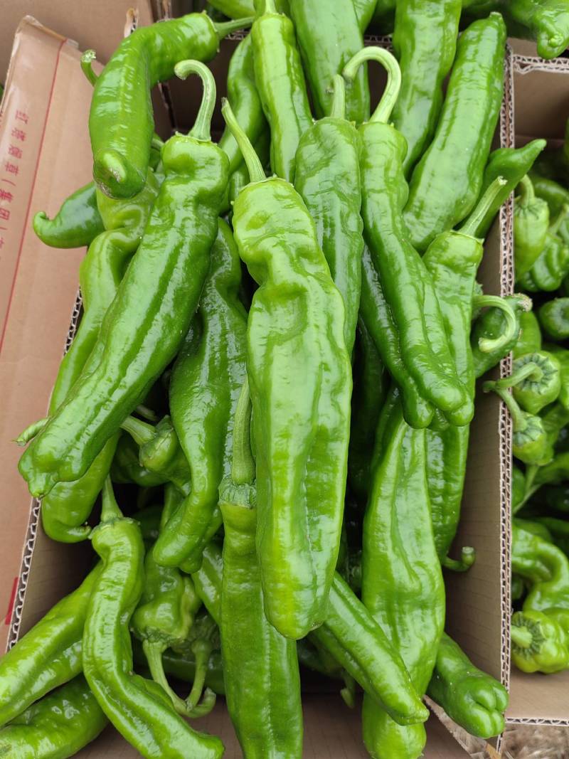301，苏椒，线椒，美人椒，螺丝椒，等大量供应