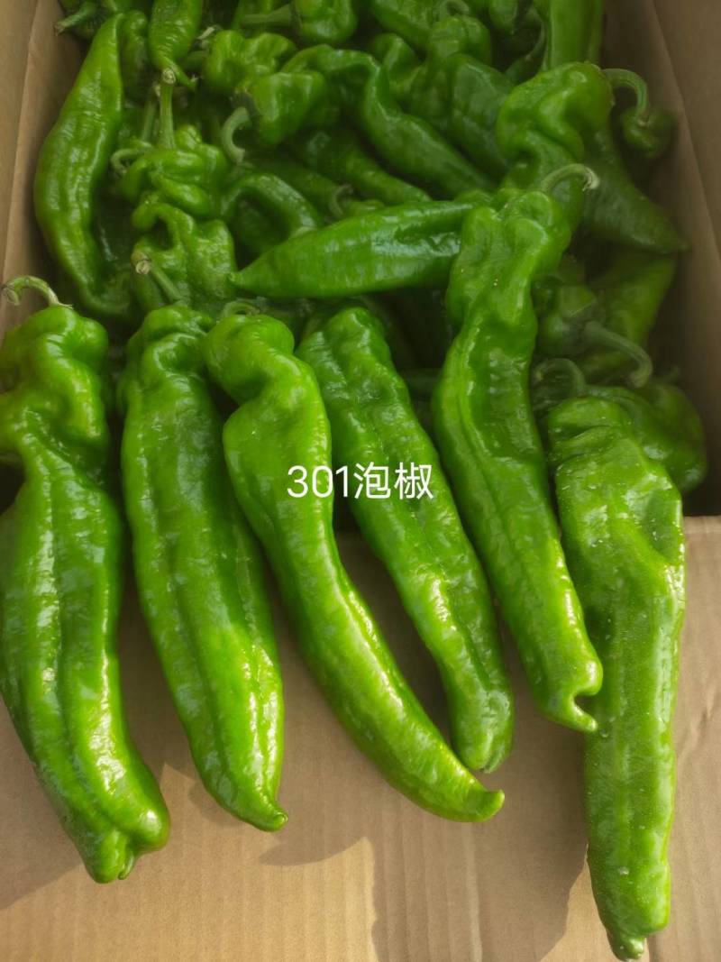 301，苏椒，线椒，美人椒，螺丝椒，等大量供应