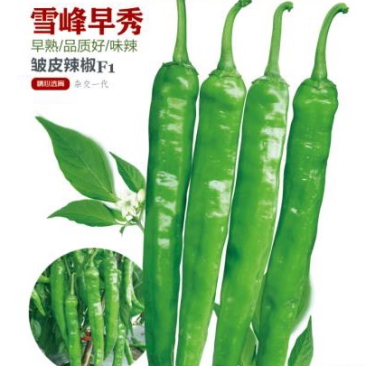 皱皮辣早熟中辣品质牛角椒-雪峰早秀