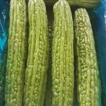 精品苦瓜河南苦瓜一手货源可视频看货品质保证欢迎来电咨询