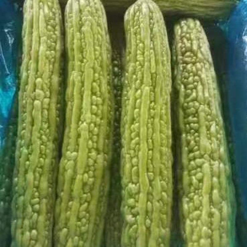 精品苦瓜河南苦瓜一手货源可视频看货品质保证欢迎来电咨询