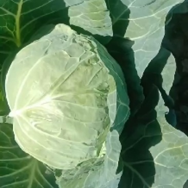 甘蓝扁包菜