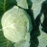 甘蓝扁包菜