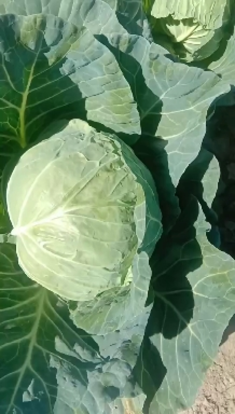 甘蓝扁包菜