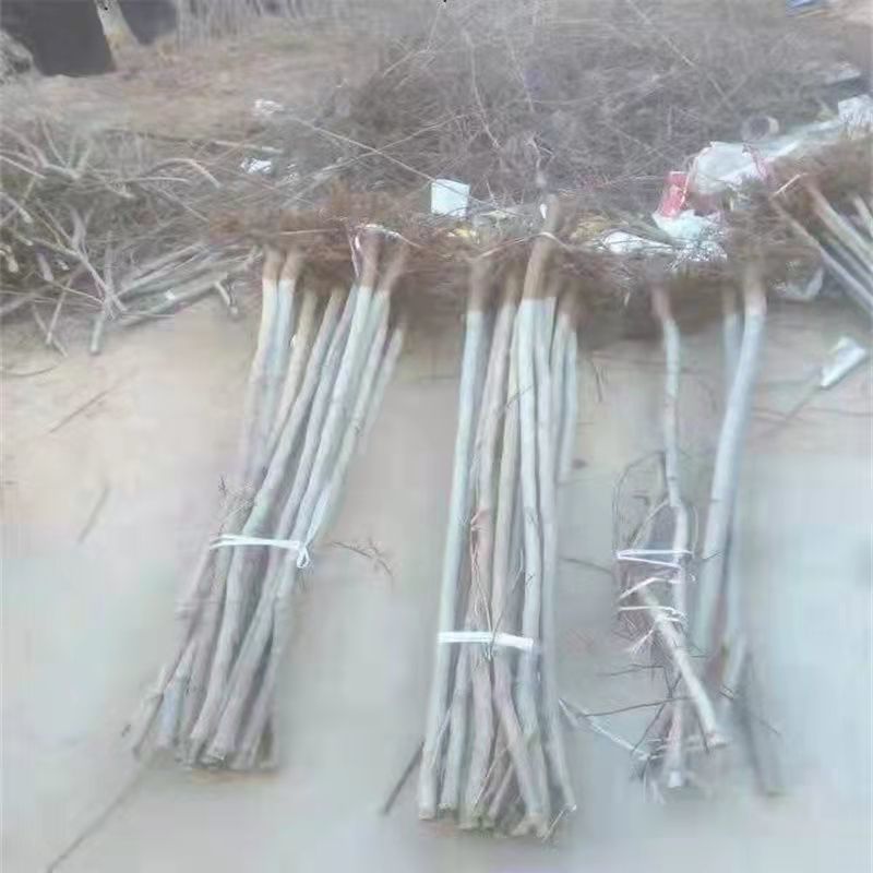 杜仲树苗中药材杜仲苗药材苗雄花杜仲苗