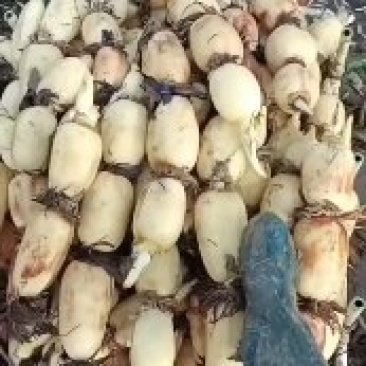 35白嫩莲藕装车，莲藕白嫩，个头中等，藕节圆润，囗感甜。