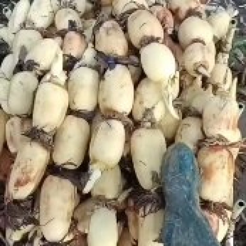 35白嫩莲藕装车，莲藕白嫩，个头中等，藕节圆润，囗感甜。