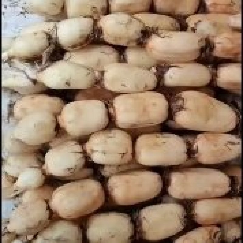 35白嫩莲藕装车，莲藕白嫩，个头中等，藕节圆润，囗感甜。