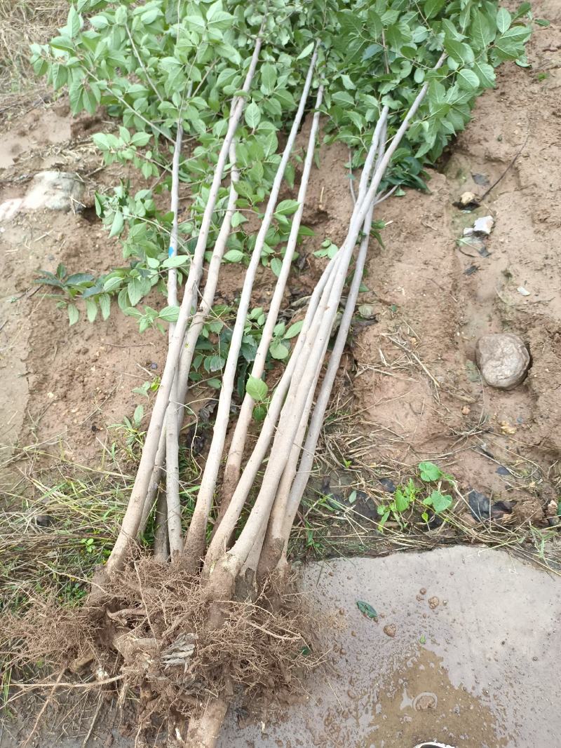 杜仲树苗中药材杜仲苗药材苗雄花杜仲苗