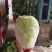 【推荐】白菜夏阳白菜产地直发品质保证对接各类客户