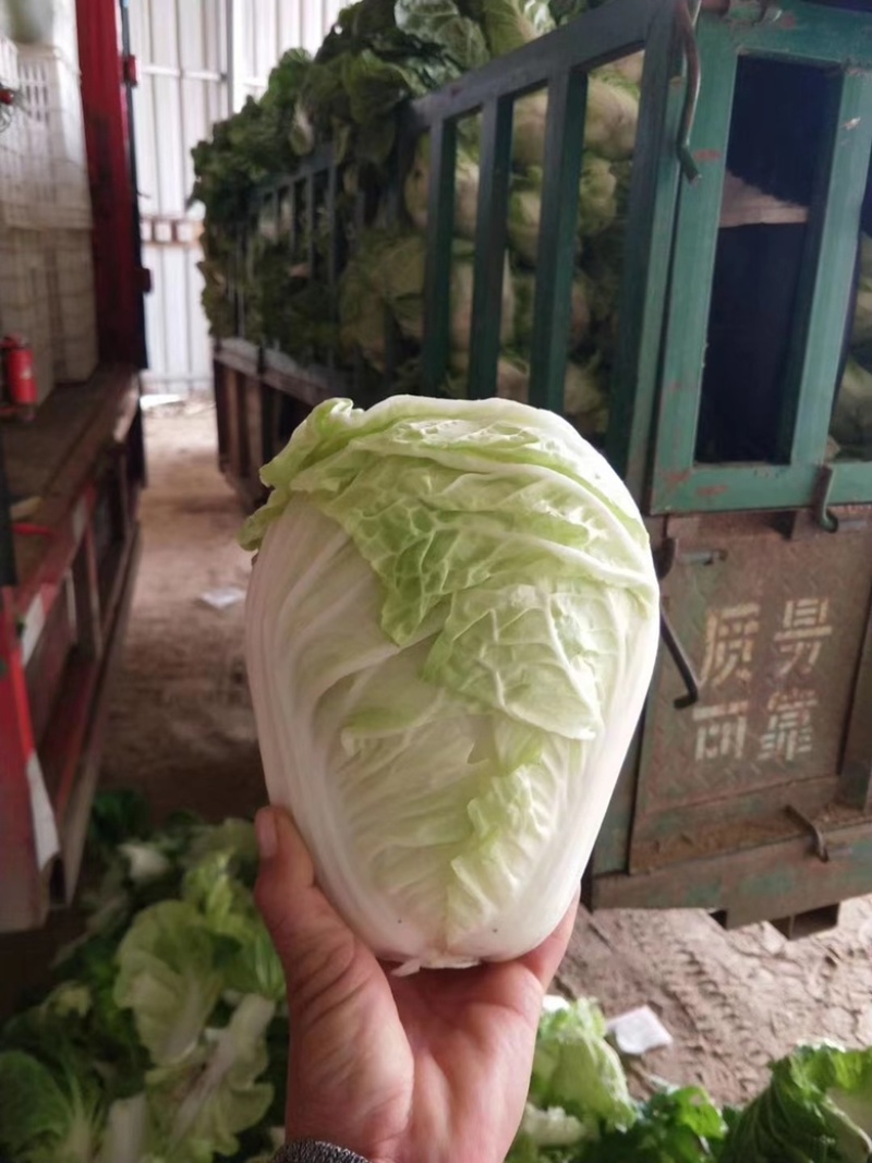 【推荐】白菜夏阳白菜产地直发品质保证对接各类客户